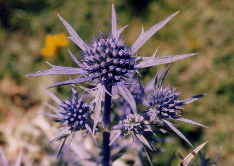 Specie dell''Abruzzo